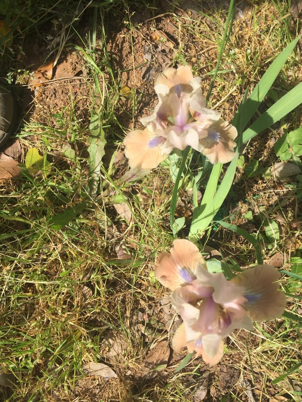 Photo of Standard Dwarf Bearded Iris (Iris 'Gate to Paradise') uploaded by Charriet