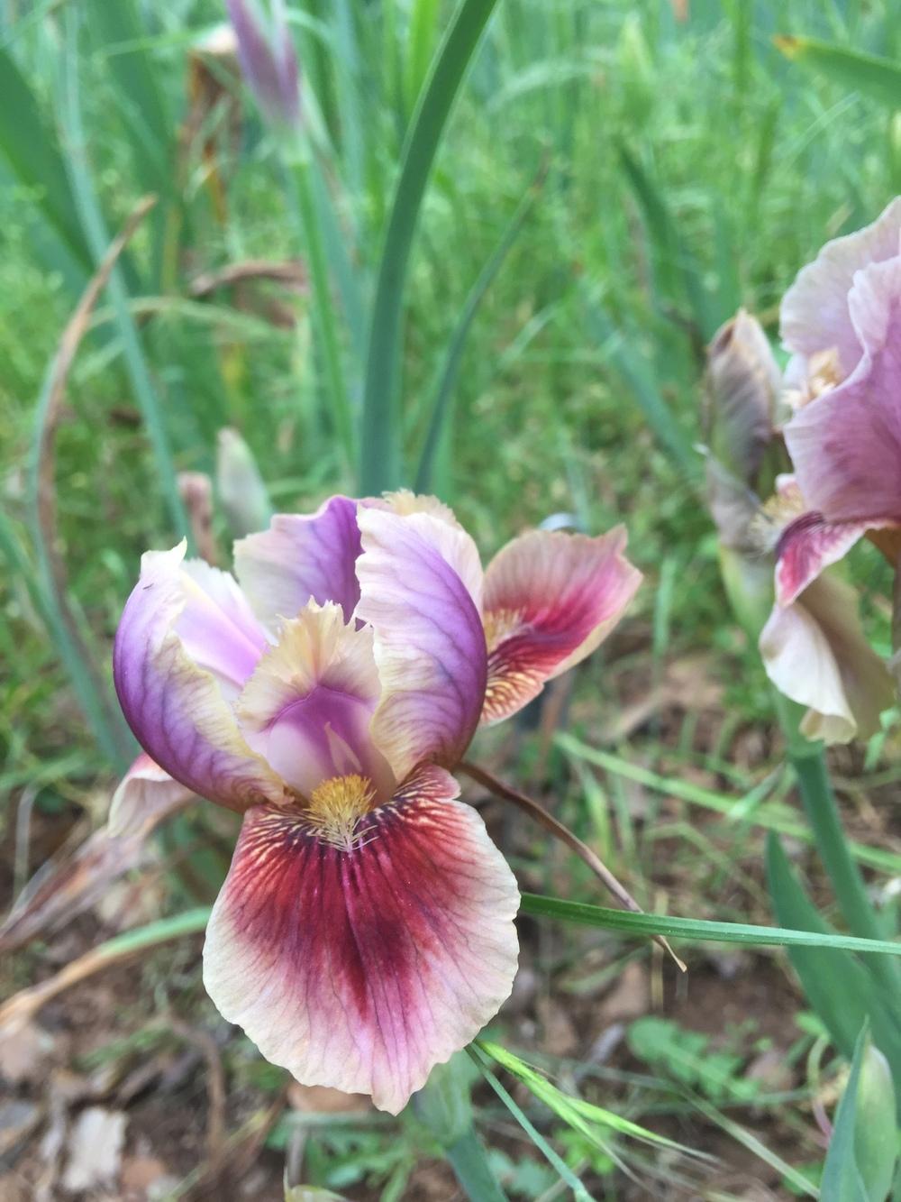 Photo of Arilbred Iris (Iris 'Calypso Dancer') uploaded by Charriet