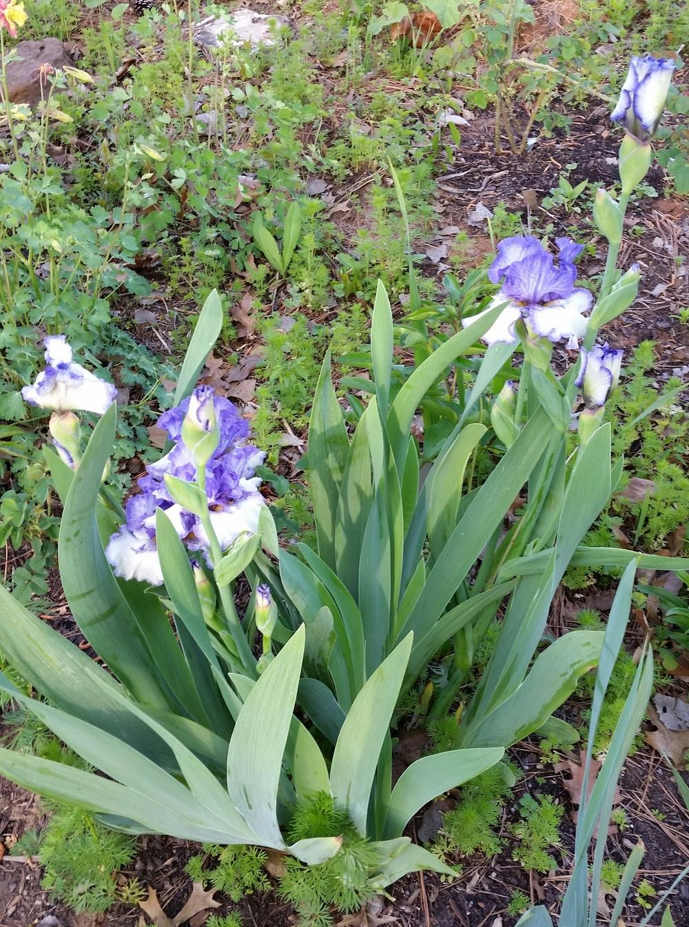 Photo of Tall Bearded Iris (Iris 'Texas Two Step') uploaded by FAIRYROSE