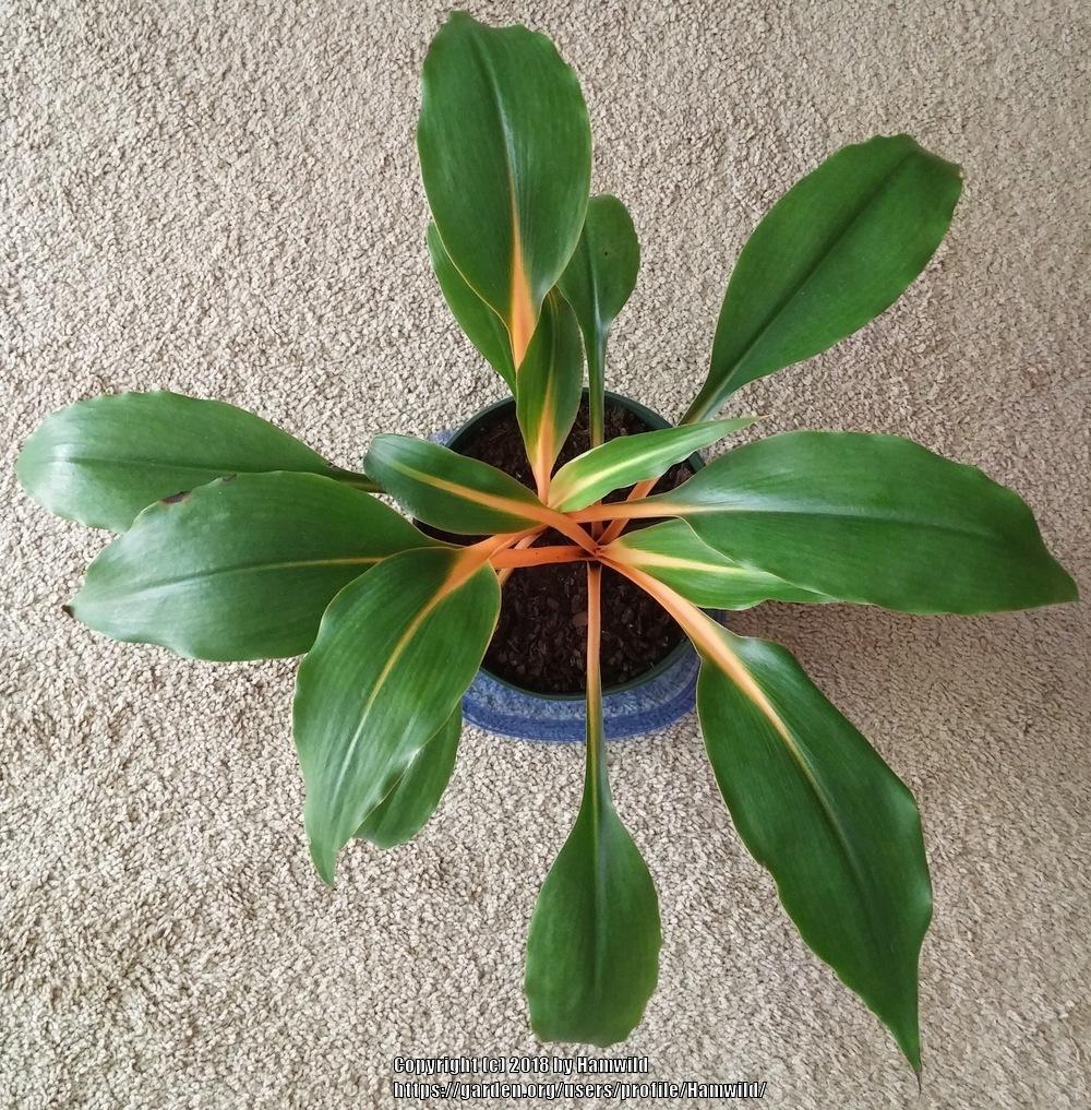 Photo of Sierra Leone Lily (Chlorophytum 'Fireflash') uploaded by Hamwild