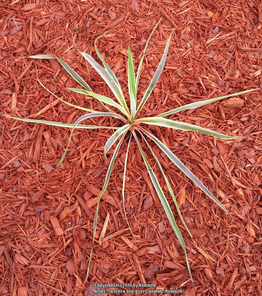Photo of Adam's Needle (Yucca filamentosa 'Bright Edge') uploaded by Hamwild