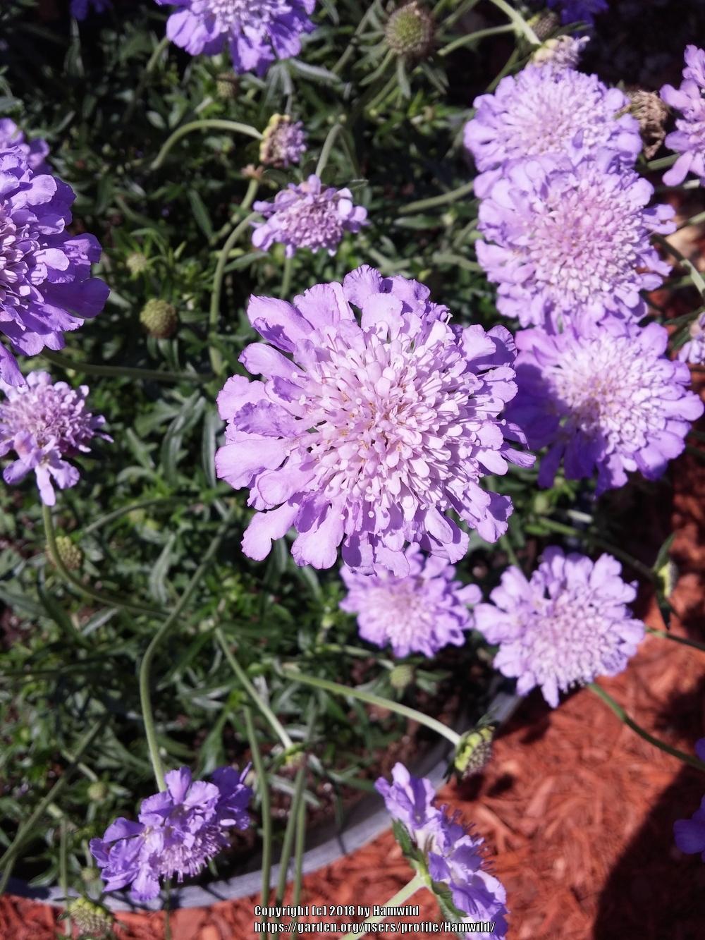 Photo of Pincushion Flower (Scabiosa columbaria 'Butterfly Blue') uploaded by Hamwild