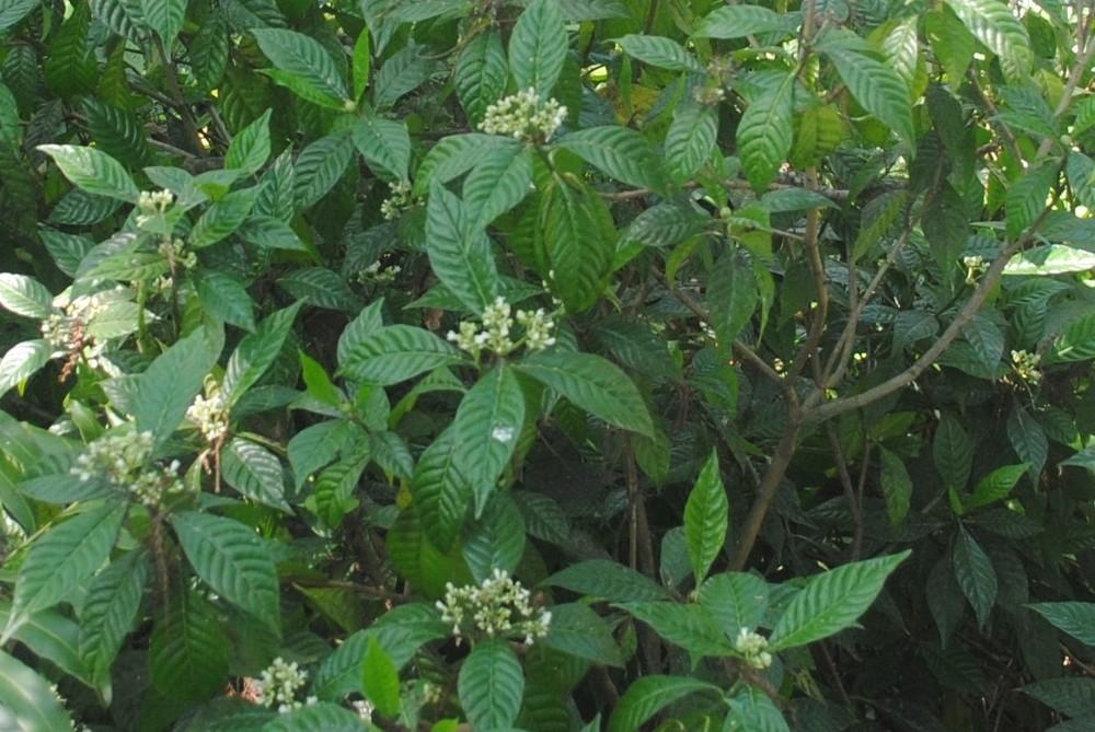 Photo of Wild Coffee (Psychotria nervosa) uploaded by ILPARW