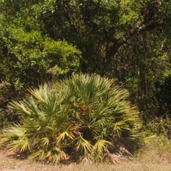 Location: Tradewinds Park in Coconut Creek, FL
Date: 2018-03-22
good specimen