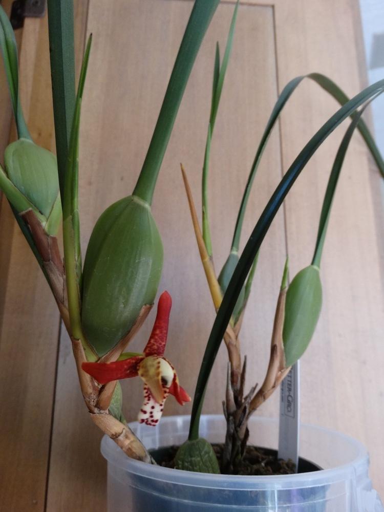 Photo of Coconut Orchid (Maxillaria tenuifolia) uploaded by carpathiangirl