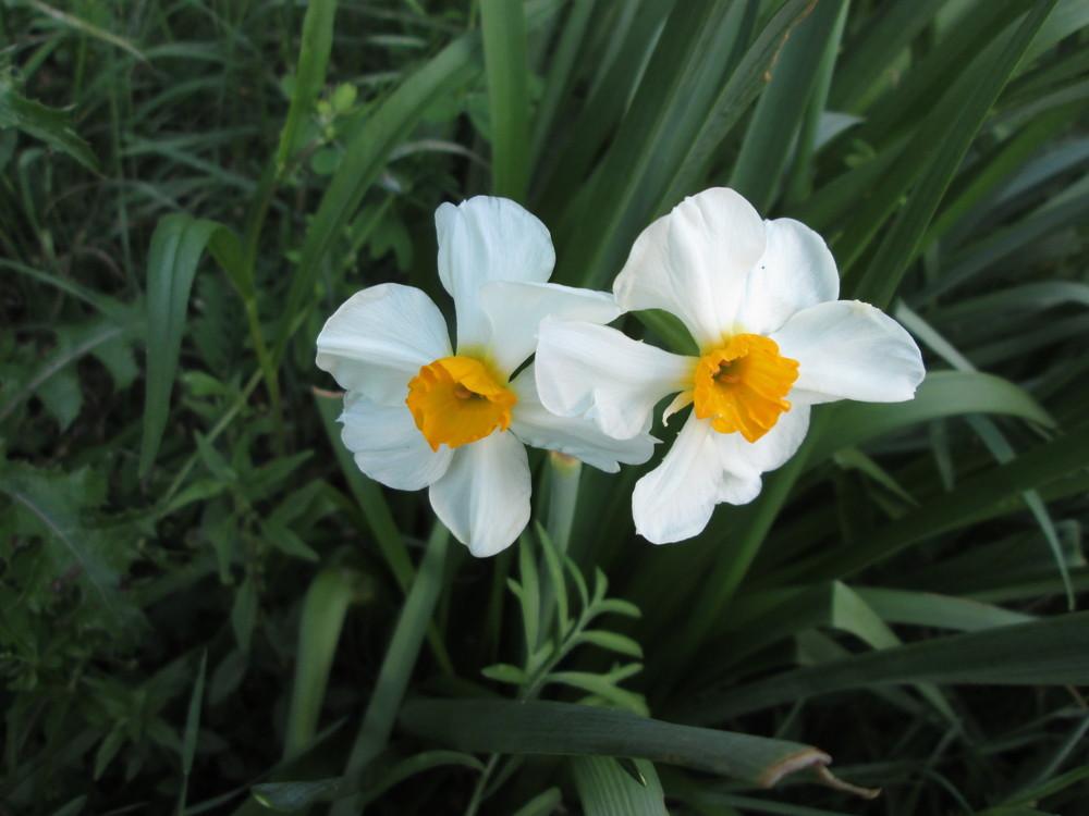 Photo of Daffodil (Narcissus 'Geranium') uploaded by christinereid54