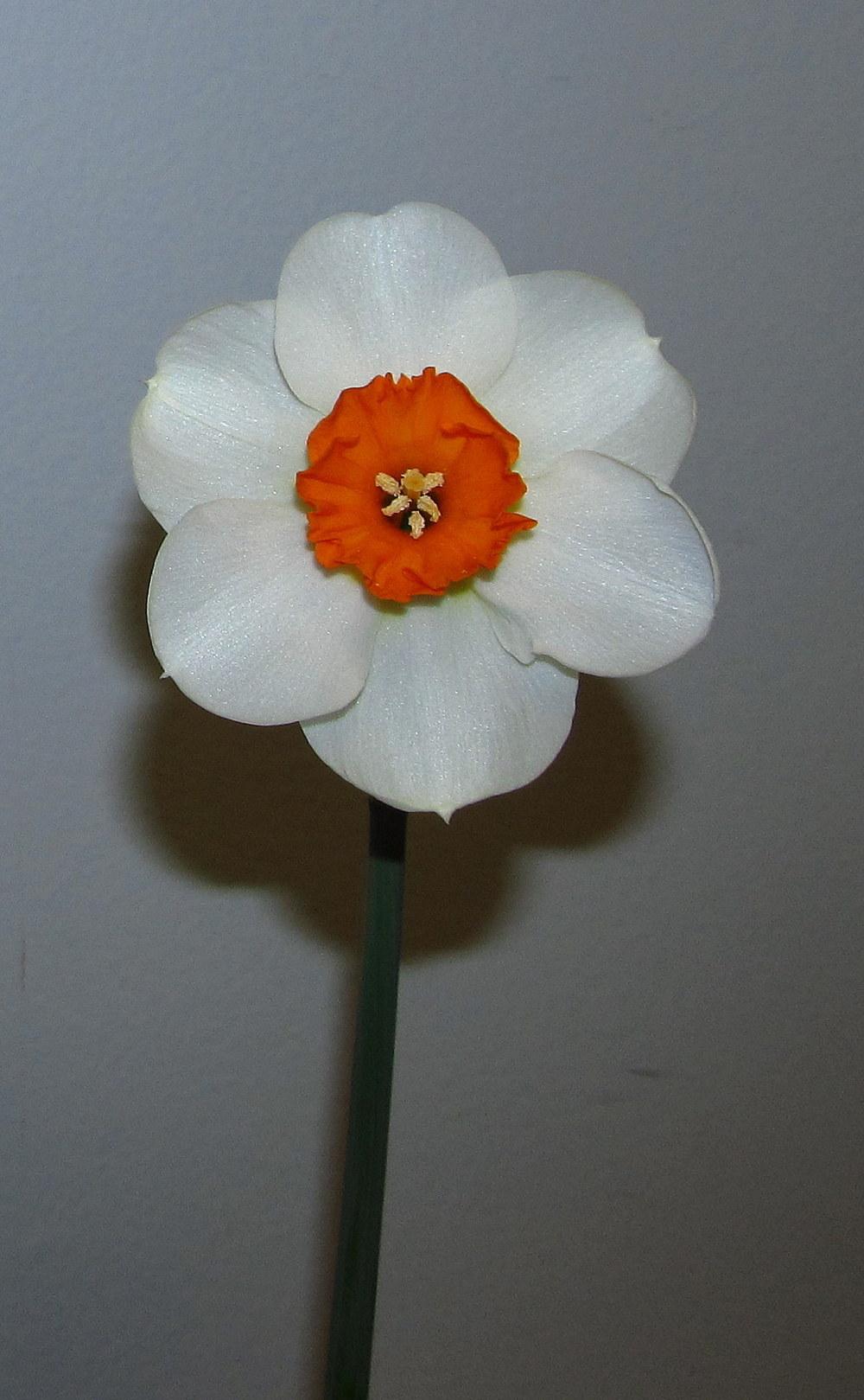 Photo of Small-Cupped Daffodil (Narcissus 'Barrett Browning') uploaded by jmorth
