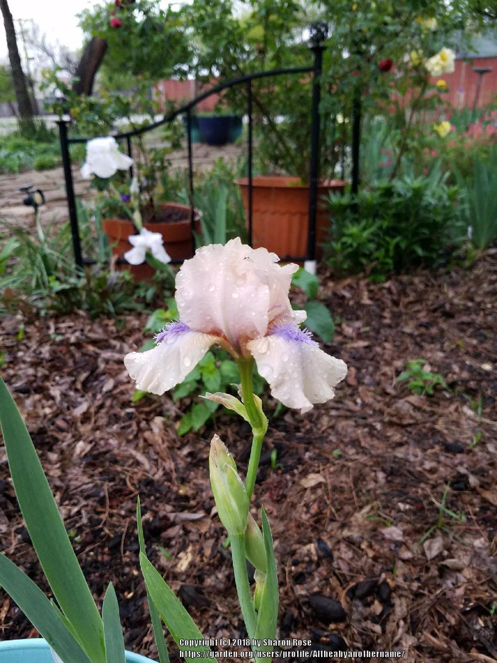 Photo of Intermediate Bearded Iris (Iris 'Concertina') uploaded by Altheabyanothername