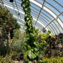 
Date: 2018-04-12
On display at Phipps Conservatory and Botanical Gardens, Pittsbur