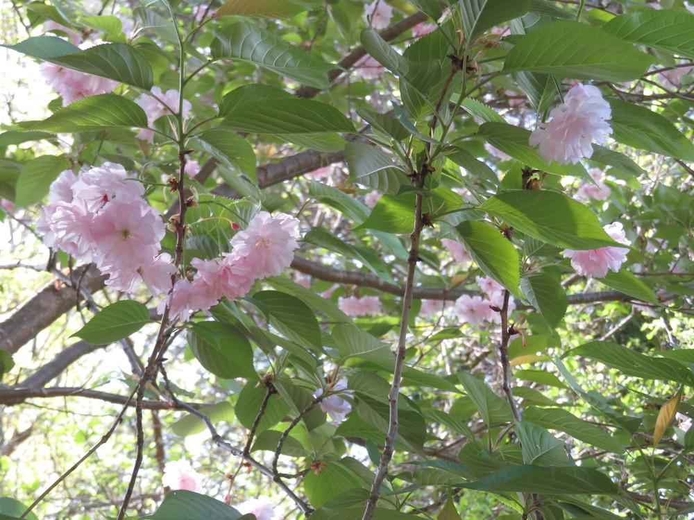 Photo of Japanese Flowering Cherry (Prunus serrulata) uploaded by Hemophobic