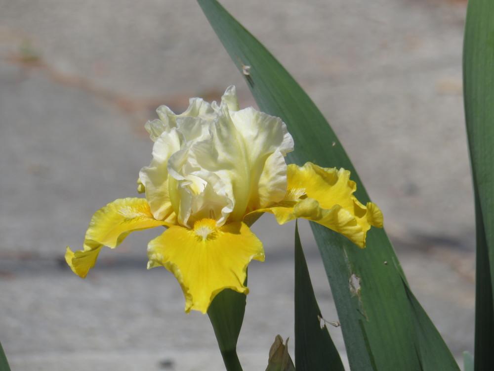 Photo of Irises (Iris) uploaded by Hemophobic