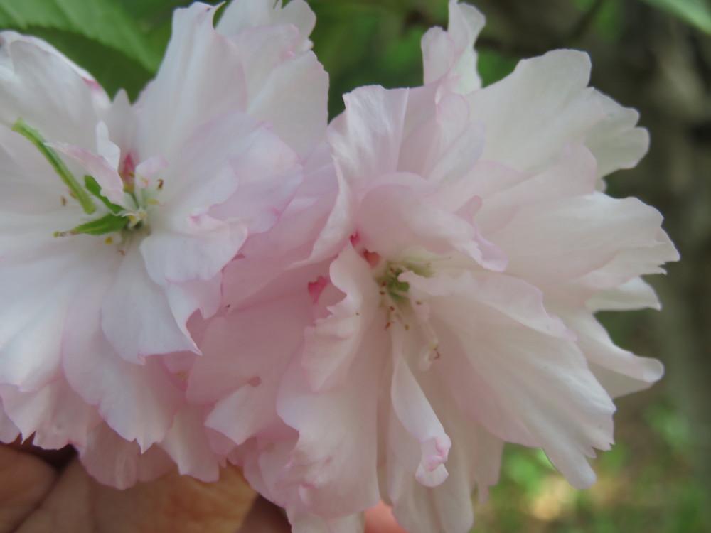Photo of Japanese Flowering Cherry (Prunus serrulata) uploaded by Hemophobic