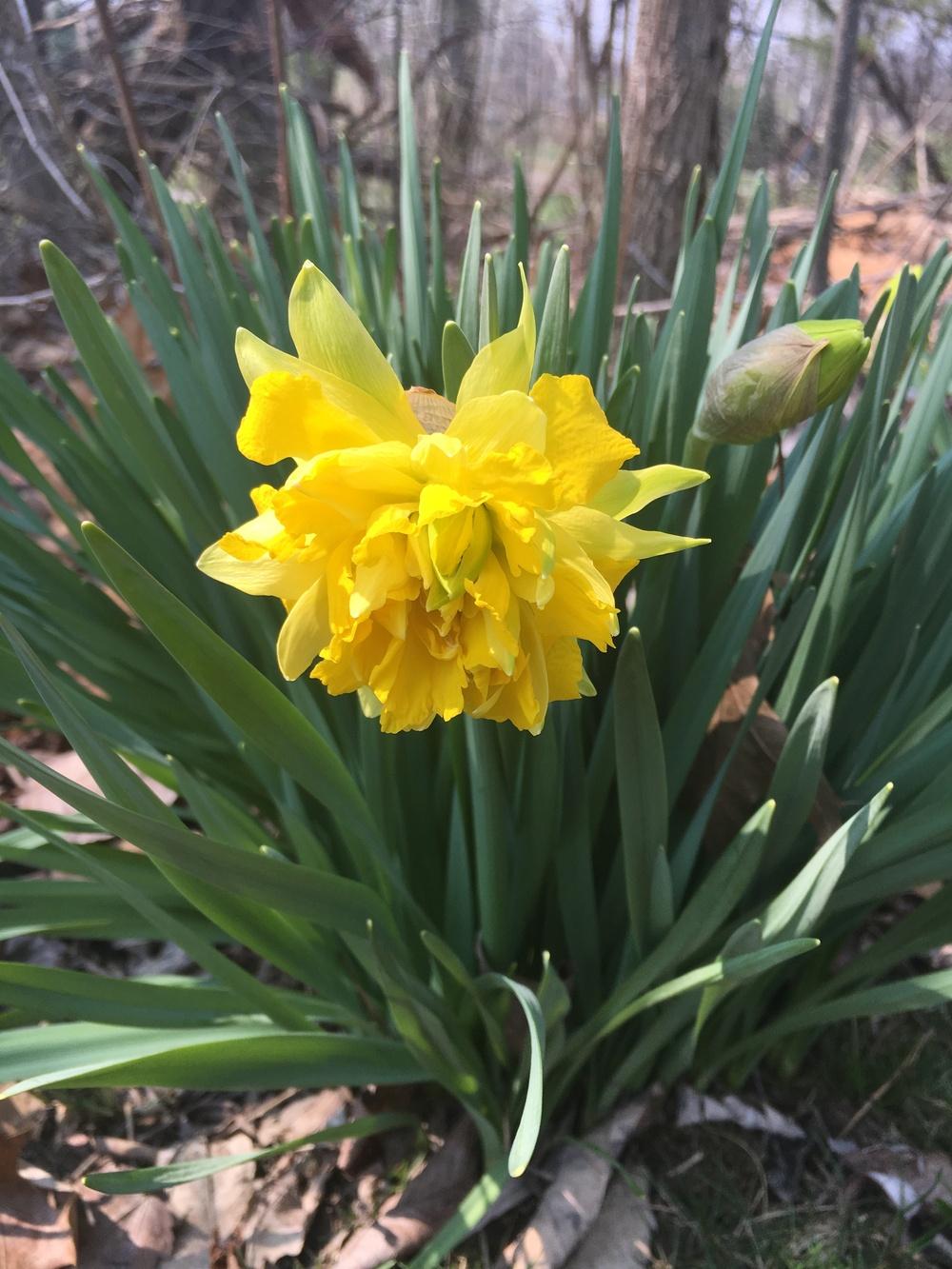 Photo of Double Daffodil (Narcissus 'Telamonius Plenus') uploaded by Lucichar