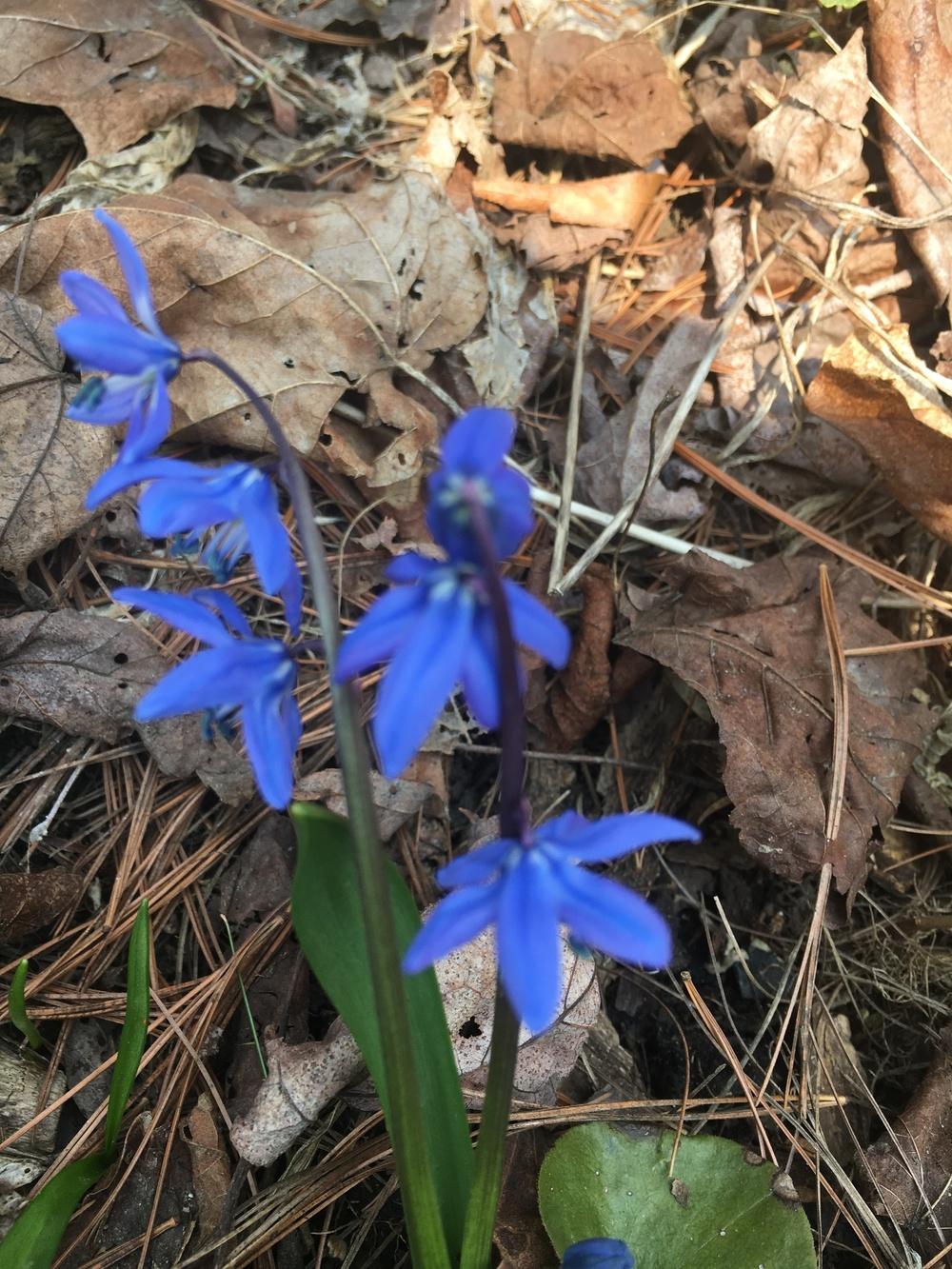 Photo of Siberian Squill (Scilla siberica 'Spring Beauty') uploaded by Lucichar