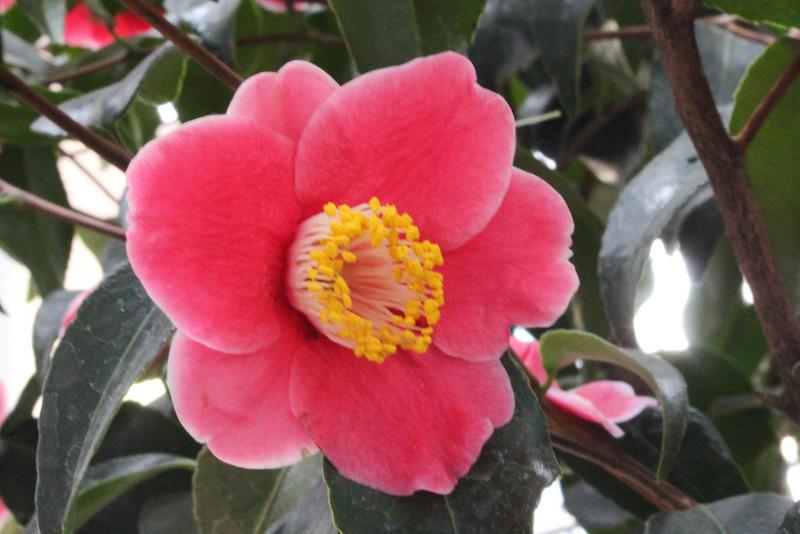 Photo of Japanese Camellia (Camellia japonica 'Tama-no-ura') uploaded by RuuddeBlock
