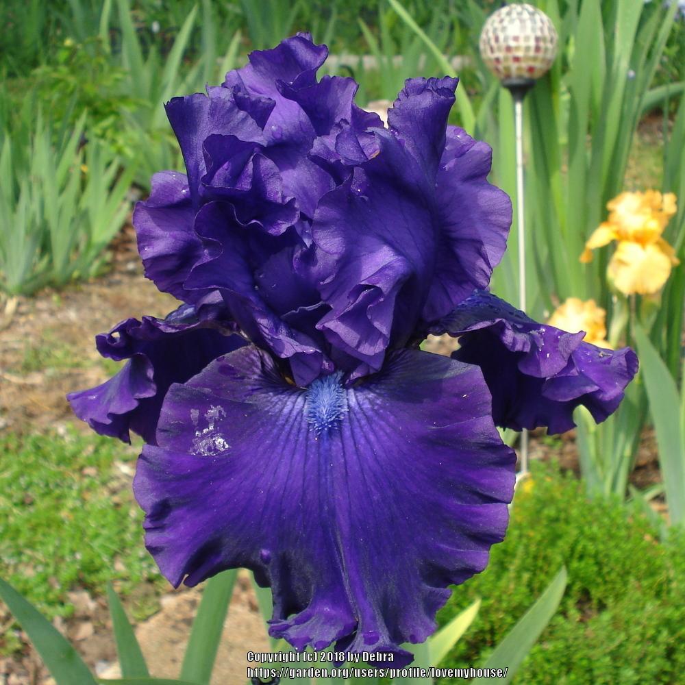 Photo of Tall Bearded Iris (Iris 'Magnificent Masterpiece') uploaded by lovemyhouse