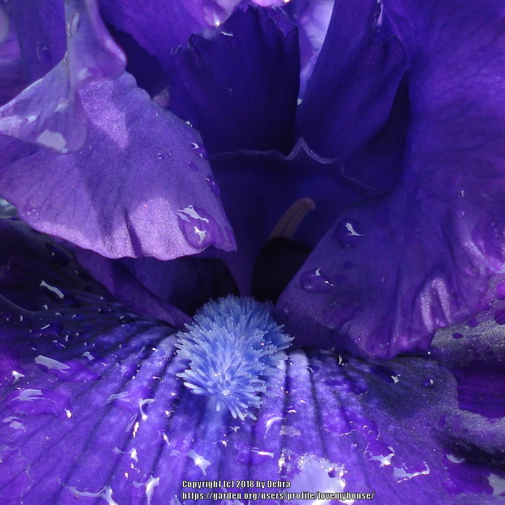 Photo of Tall Bearded Iris (Iris 'Magnificent Masterpiece') uploaded by lovemyhouse
