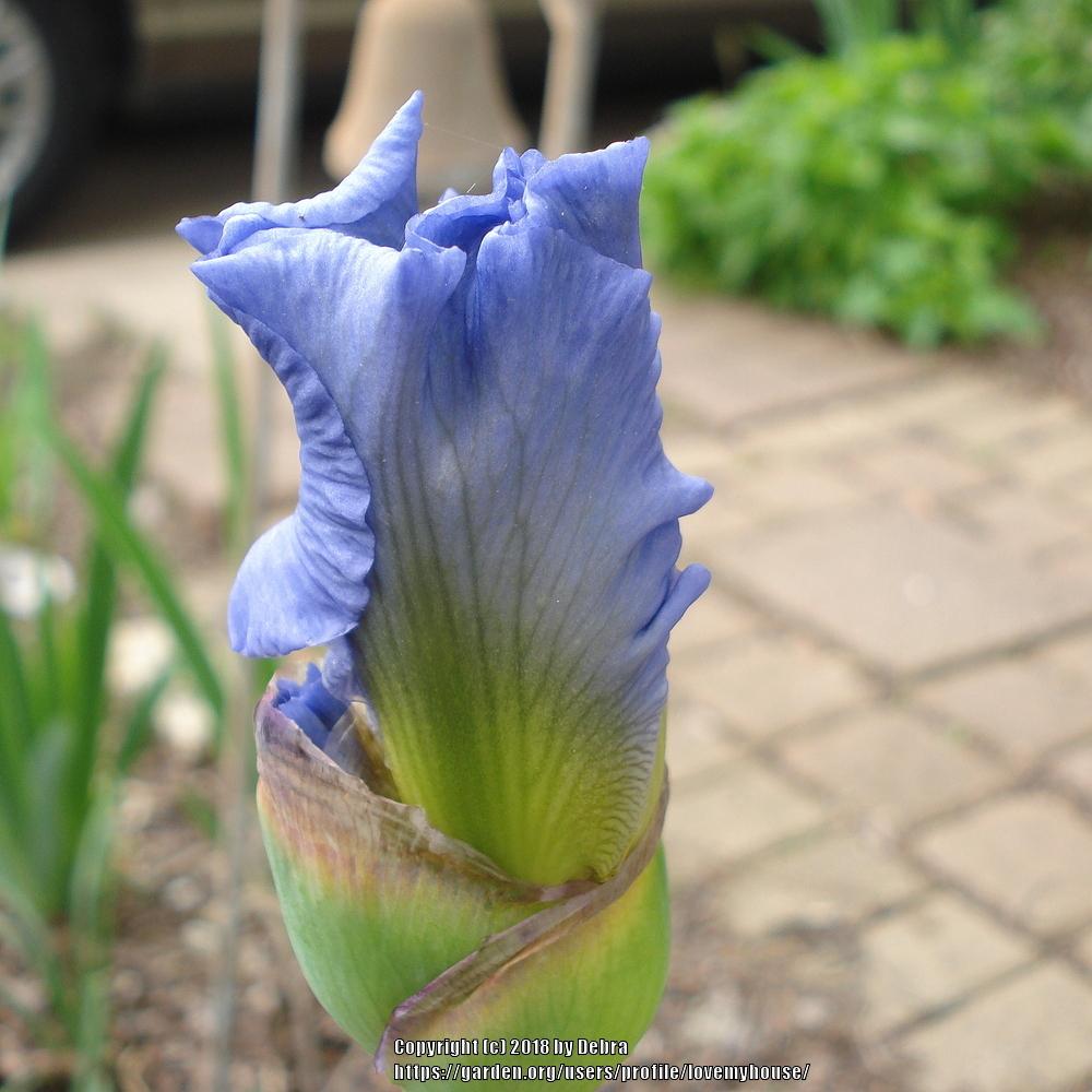Photo of Tall Bearded Iris (Iris 'Sky and Sun') uploaded by lovemyhouse