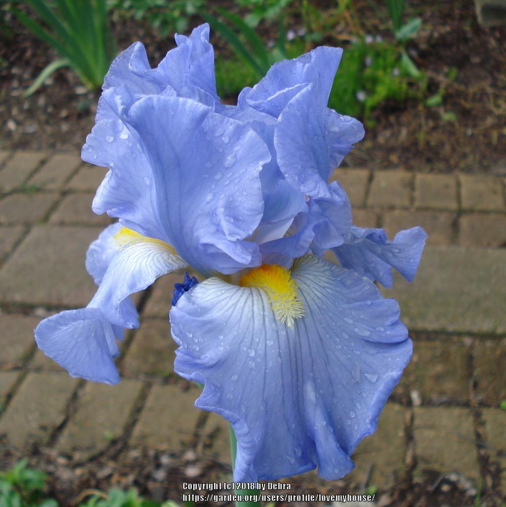 Photo of Tall Bearded Iris (Iris 'Sky and Sun') uploaded by lovemyhouse