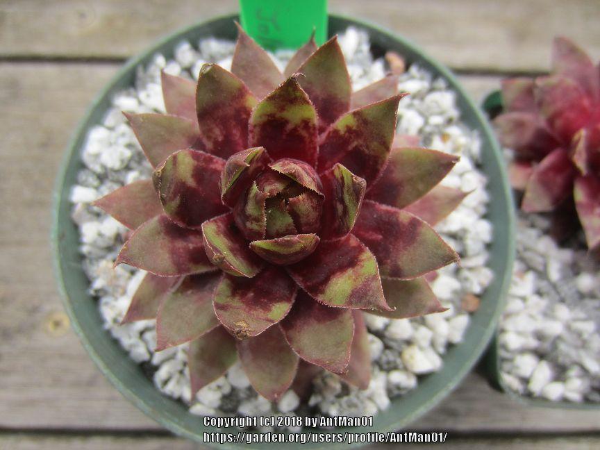 Photo of Hen and Chicks (Sempervivum 'Holly Jolly') uploaded by AntMan01