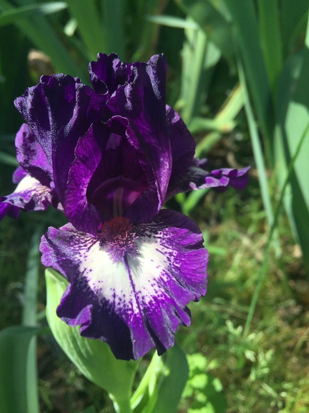 Photo of Standard Dwarf Bearded Iris (Iris 'Celilo') uploaded by Charriet