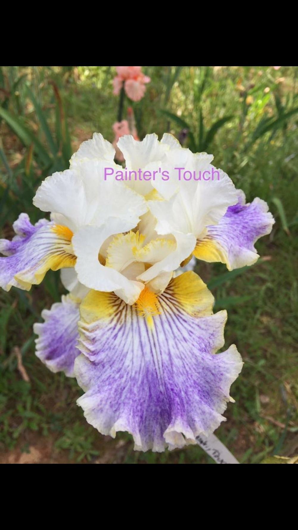 Photo of Tall Bearded Iris (Iris 'Painter's Touch') uploaded by Charriet