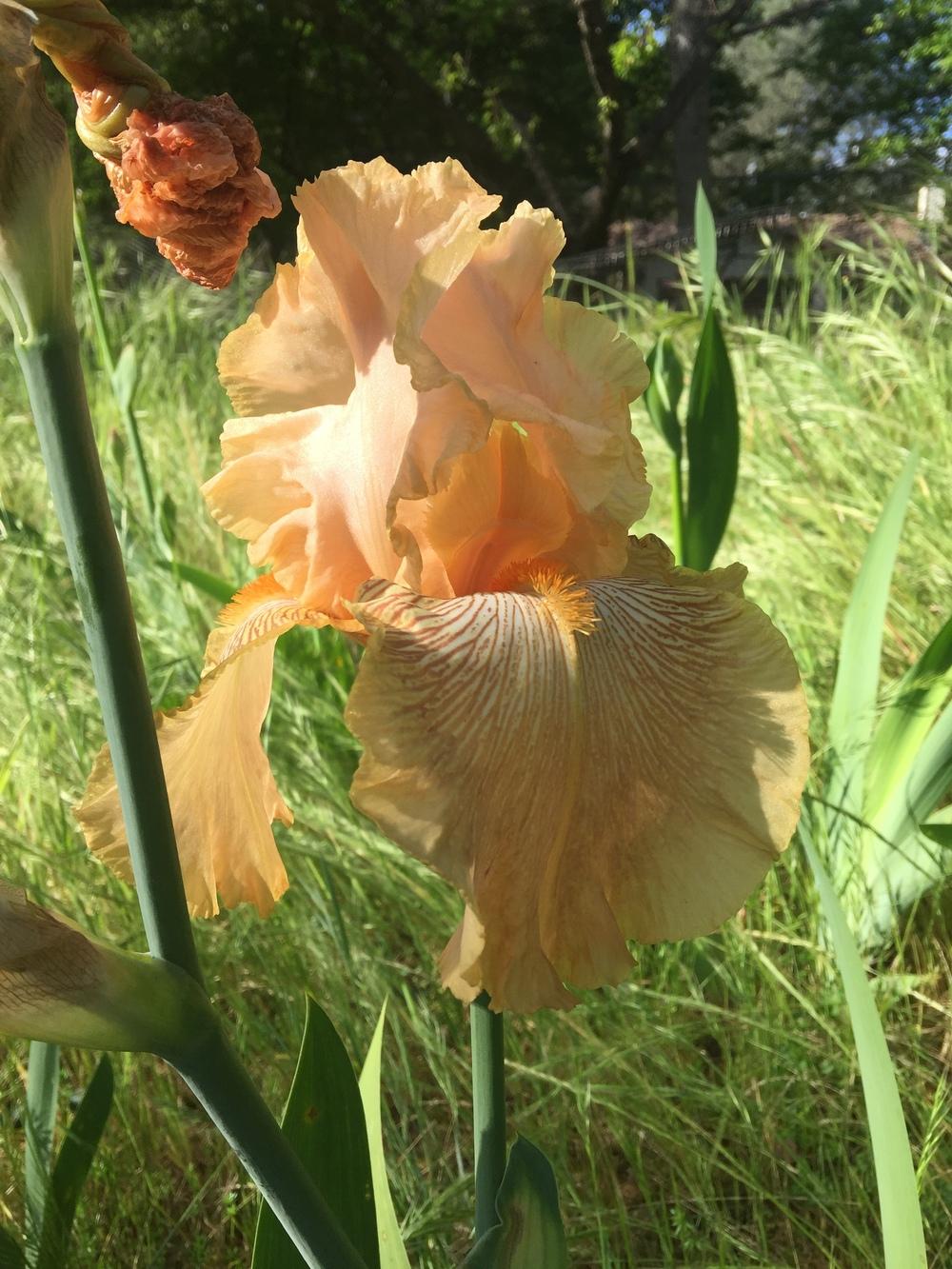 Photo of Tall Bearded Iris (Iris 'Ample Charm') uploaded by Charriet