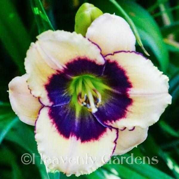Photo of Daylily (Hemerocallis 'Lime Blueberry Cream') uploaded by DaylilySLP