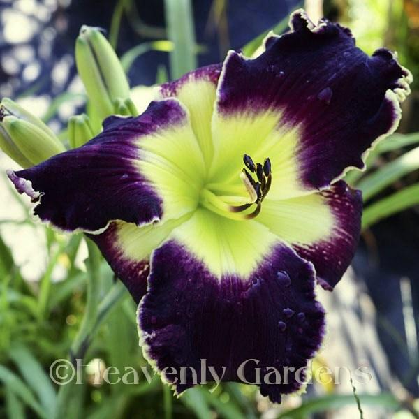 Photo of Daylily (Hemerocallis 'Purple Goliath') uploaded by DaylilySLP