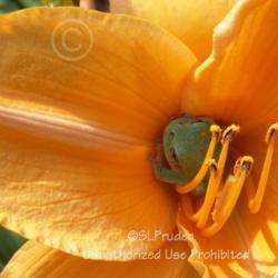 Location: Private Daylily Garden, MI (DKP)
Date: 2009-07-30
Tree Frog loves the bloom