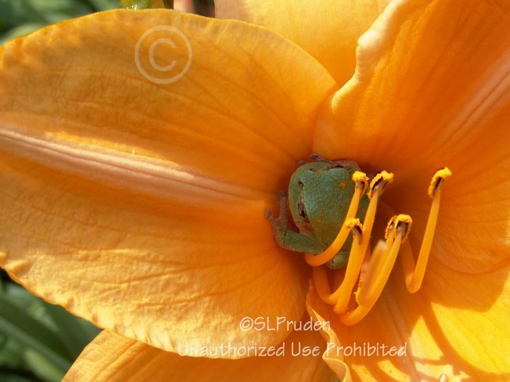 Photo of Daylily (Hemerocallis 'Viracocha') uploaded by DaylilySLP