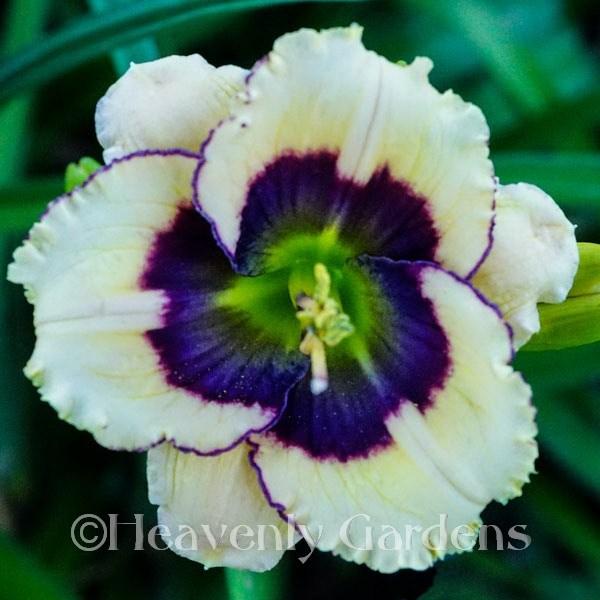 Photo of Daylily (Hemerocallis 'Lime Blueberry Cream') uploaded by DaylilySLP