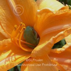 Location: Private Daylily Garden, MI (DKP)
Date: 2009-07-30
Tree Frog loves the bloom