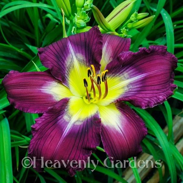 Photo of Daylily (Hemerocallis 'Magic in the Air') uploaded by DaylilySLP
