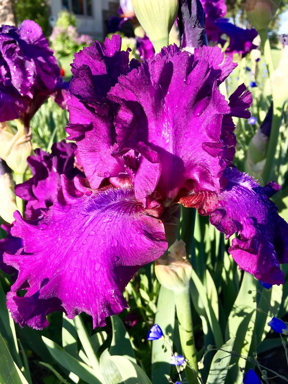 Photo of Irises (Iris) uploaded by Garden_Girl