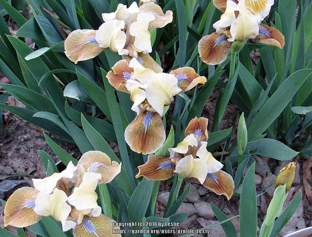 Photo of Standard Dwarf Bearded Iris (Iris 'Indian Pow Wow') uploaded by Lestv