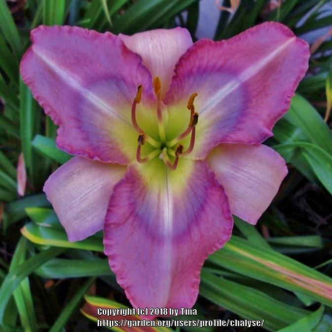 Photo of Daylily (Hemerocallis 'Voices Carry') uploaded by chalyse