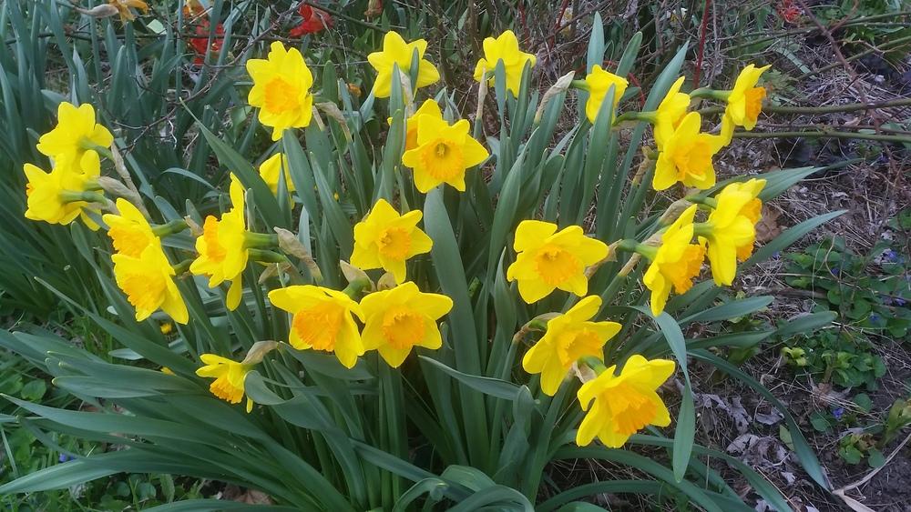 Photo of Large Cupped Daffodil (Narcissus 'Princess Alexia') uploaded by gemini_sage