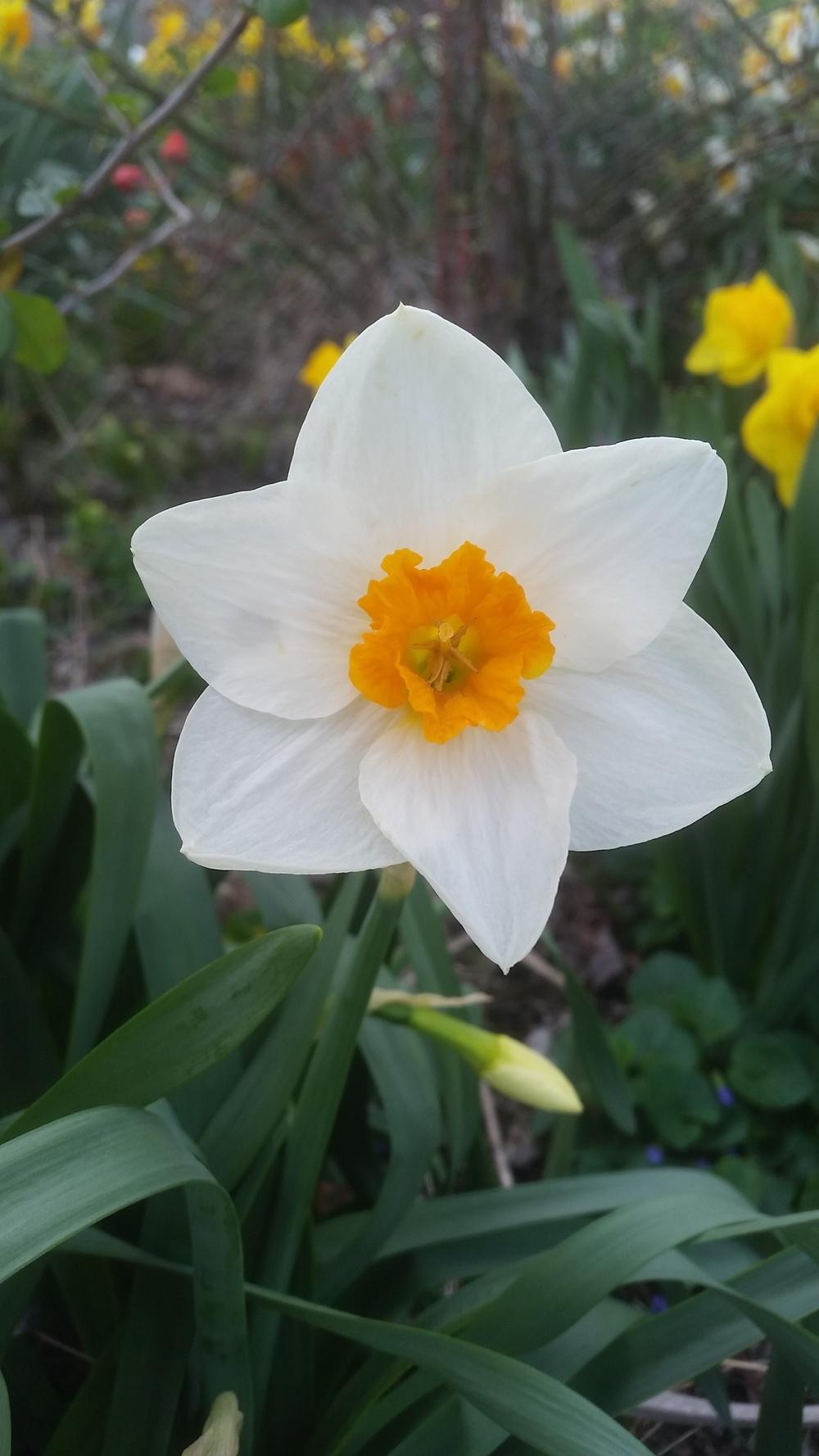 Photo of Large Cupped Daffodil (Narcissus 'Joyce Spirit') uploaded by gemini_sage
