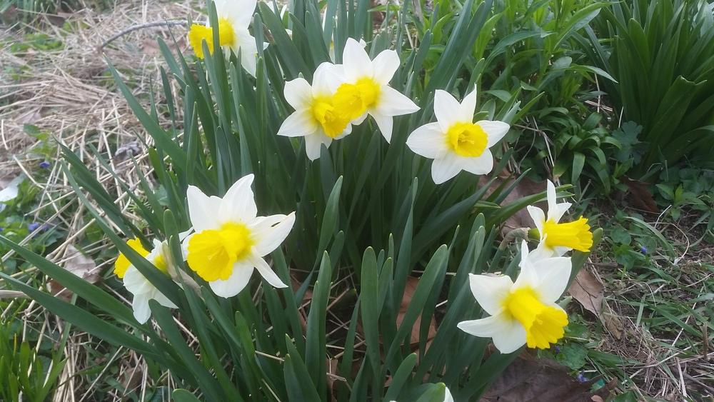 Photo of Large Cup Daffodil (Narcissus 'Smiling Sun') uploaded by gemini_sage