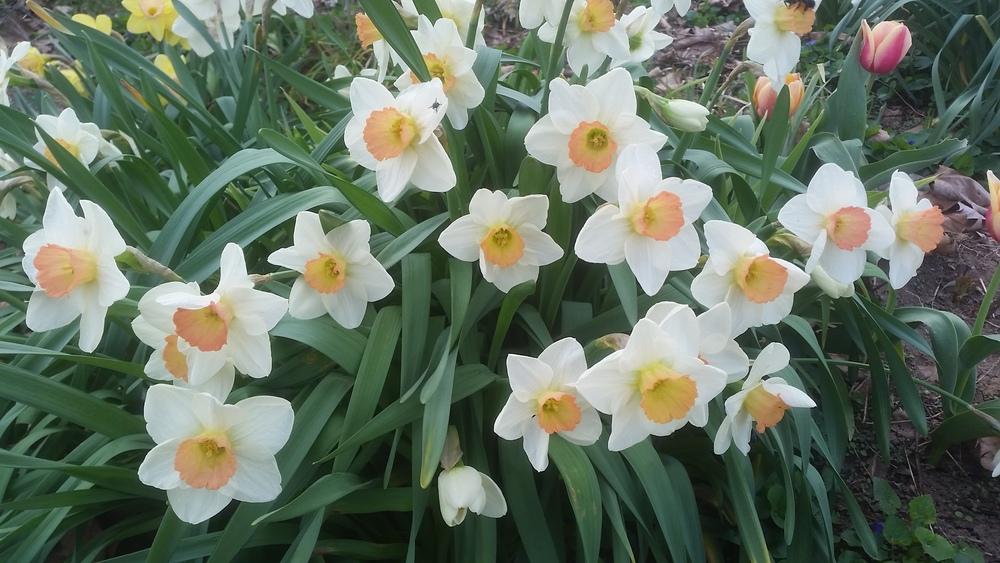Photo of Large-cupped Daffodil (Narcissus 'Fragrant Rose') uploaded by gemini_sage