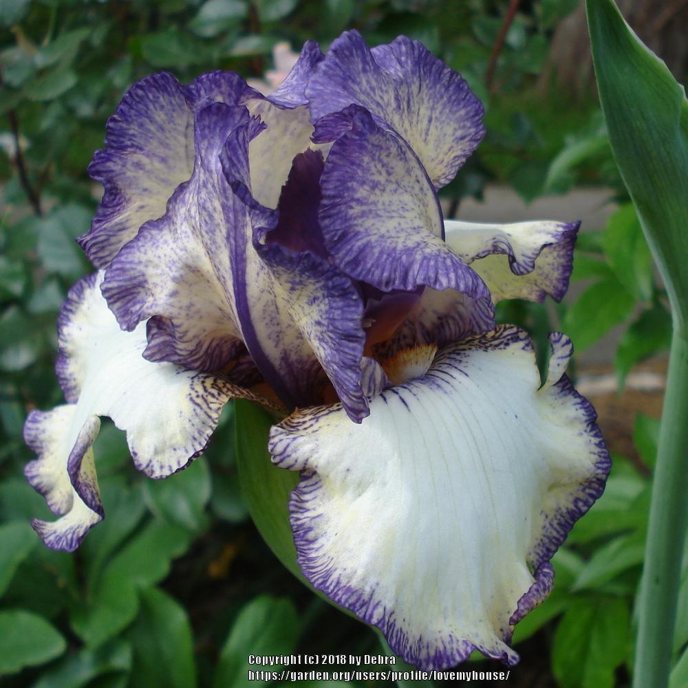 Photo of Tall Bearded Iris (Iris 'Miss Jessica') uploaded by lovemyhouse