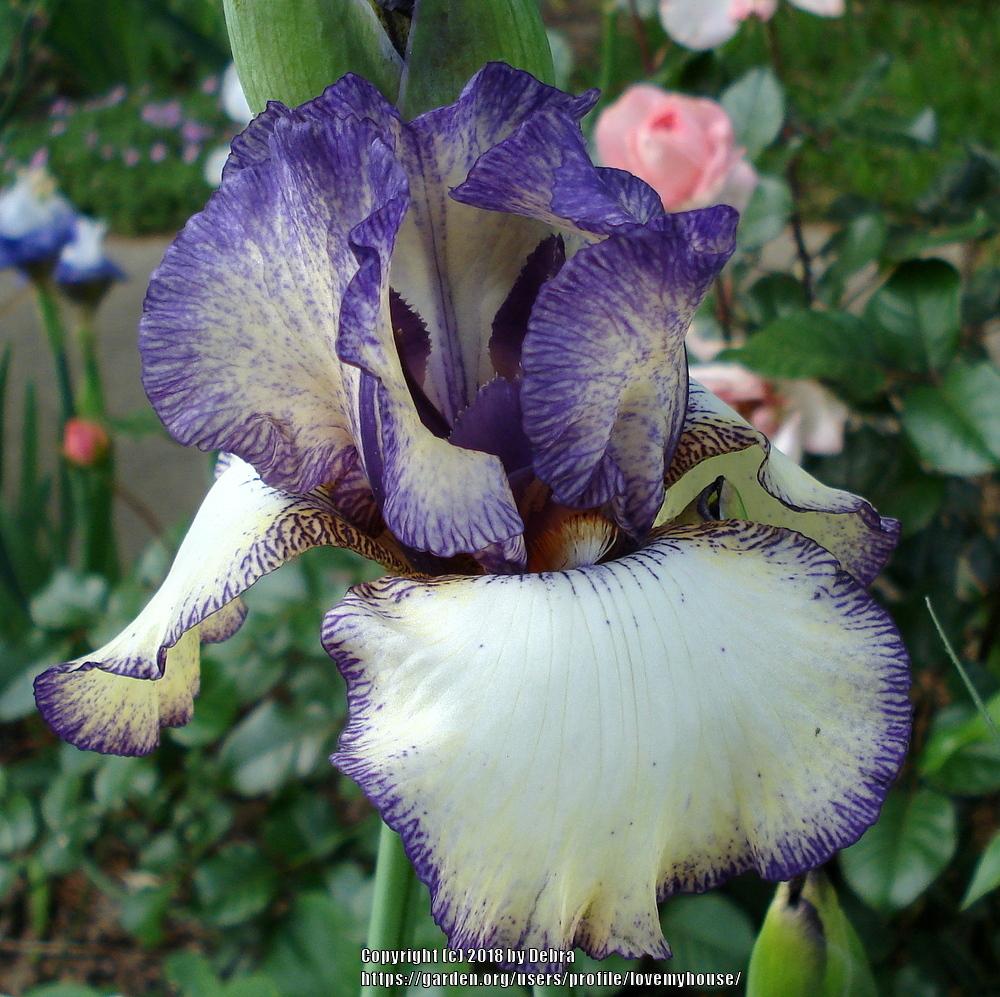 Photo of Tall Bearded Iris (Iris 'Miss Jessica') uploaded by lovemyhouse