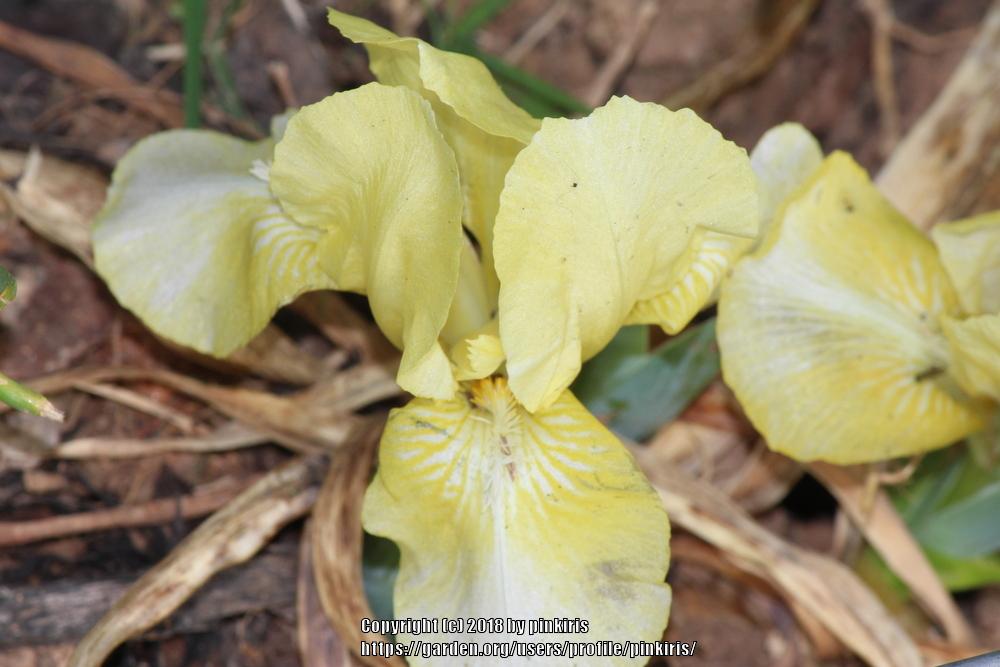 Photo of Standard Dwarf Bearded Iris (Iris 'Baby Blessed') uploaded by pinkiris