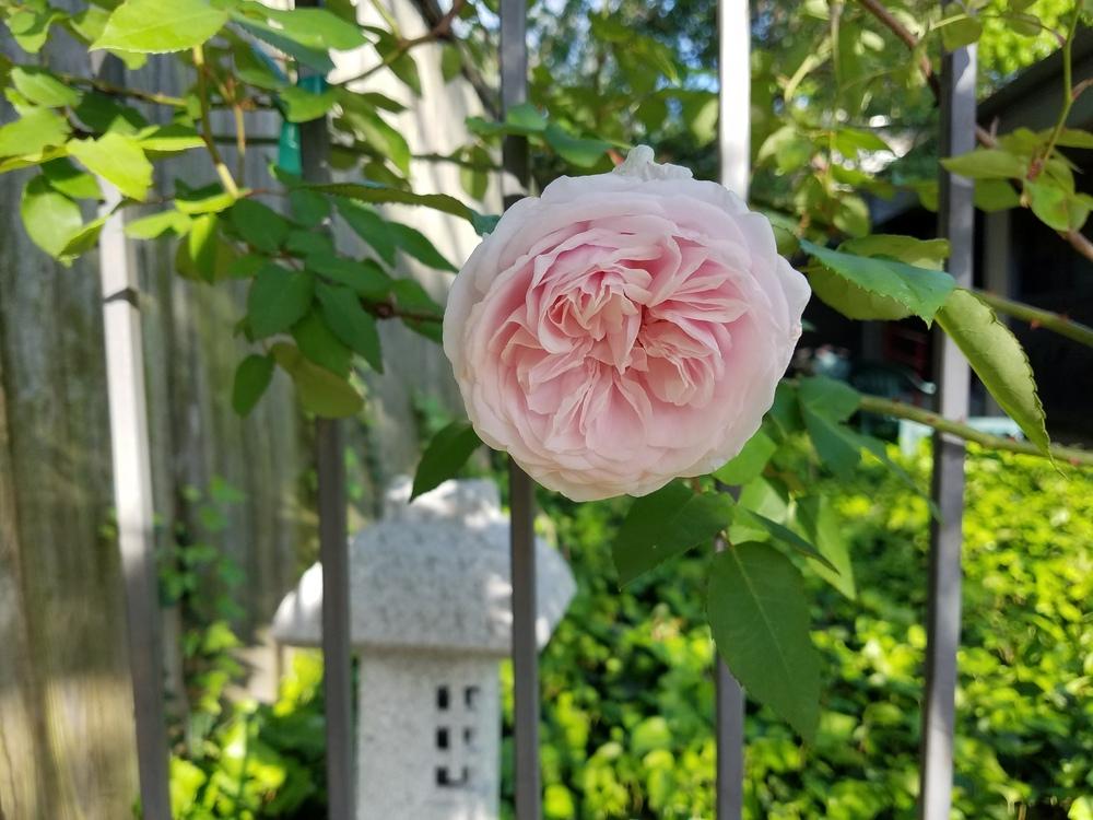 Photo of Rose (Rosa 'Souvenir de la Malmaison, Cl.') uploaded by txtreehugger