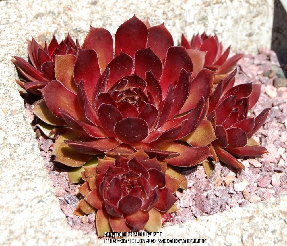 Photo of Hen and Chicks (Sempervivum 'Pacific Red Rose') uploaded by valleylynn