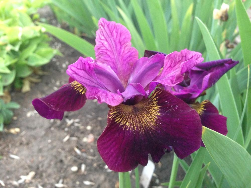 Photo of Siberian Iris (Iris 'Gem Quality') uploaded by valleyrimgirl