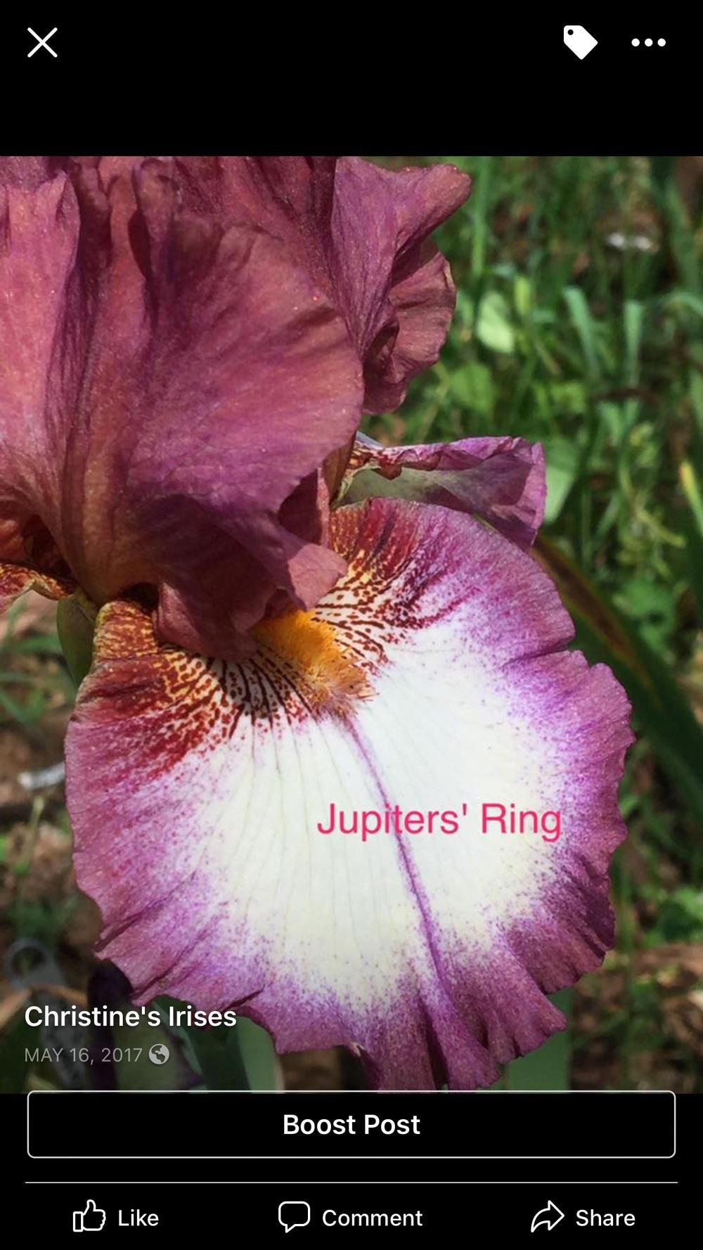 Photo of Tall Bearded Iris (Iris 'Jupiter's Rings') uploaded by Charriet