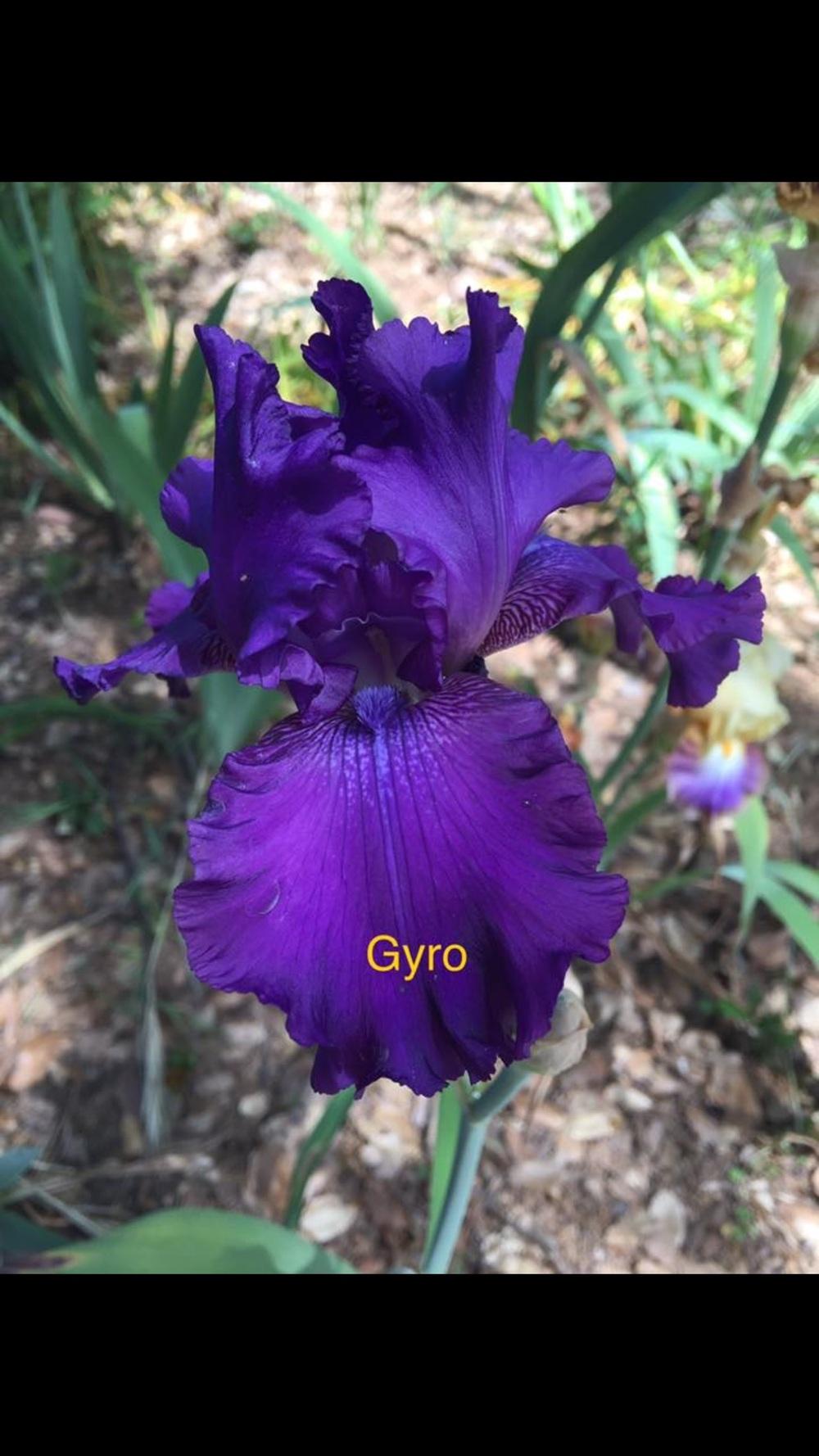 Photo of Tall Bearded Iris (Iris 'Gyro') uploaded by Charriet