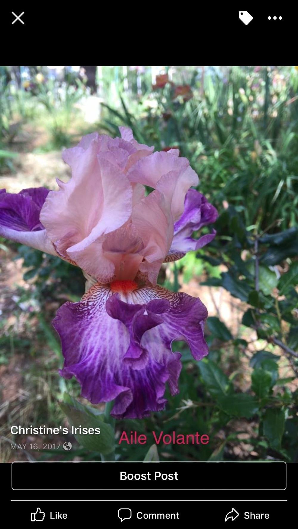 Photo of Tall Bearded Iris (Iris 'Aile Volante') uploaded by Charriet